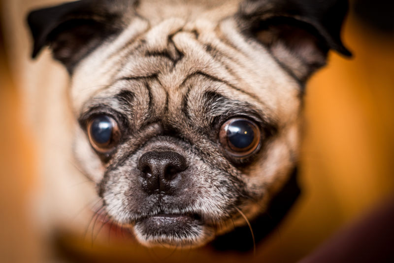 Illustration for article titled Perros de diseño, una carrera terrorífica, cada vez menos sexo. Lo mejor de la semana